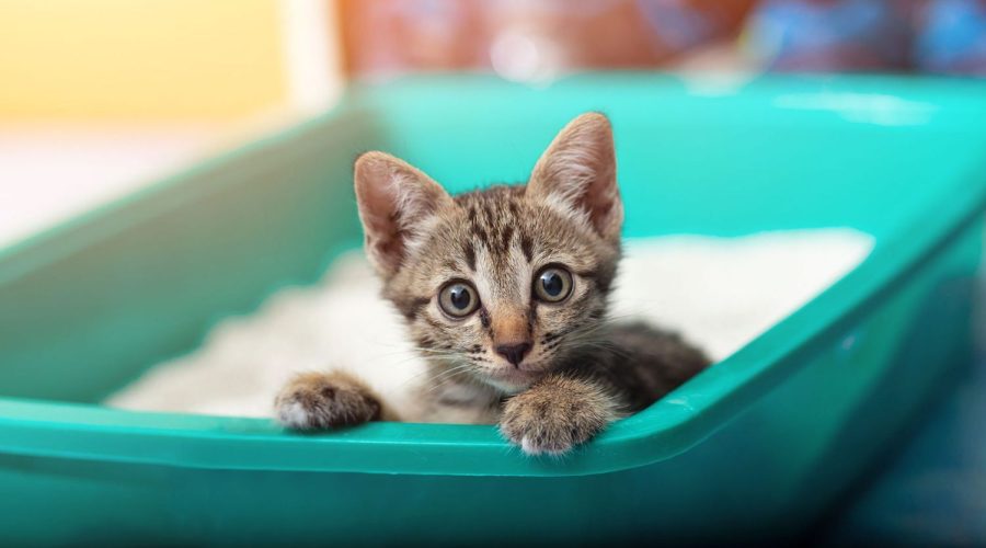 5 Consigli per mantenere profumata la lettiera del gatto